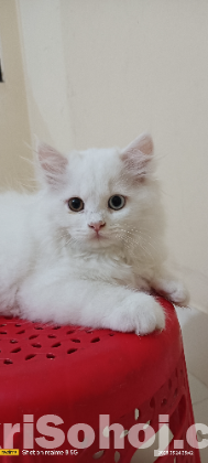 Persian Cat